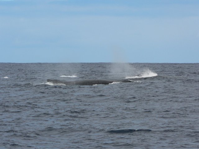 07- Baleines, groupe 2, en mer, sud du lagon 